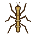 Il faut attraper cet insecte : phasme