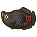 Il faut attraper ce poisson : Arapaïma