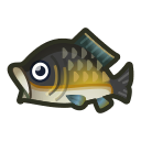 Il faut attraper ce poisson : Carpe